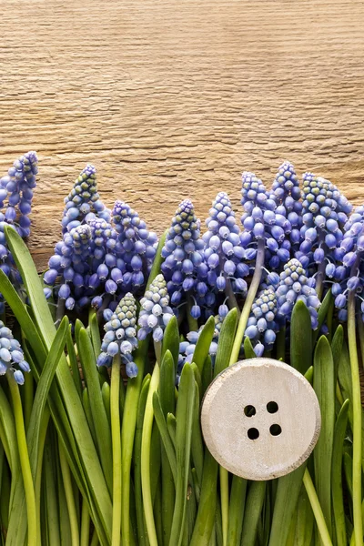 Blaue Muscari-Blüten (Traubenhyazinthe) auf Holzgrund — Stockfoto