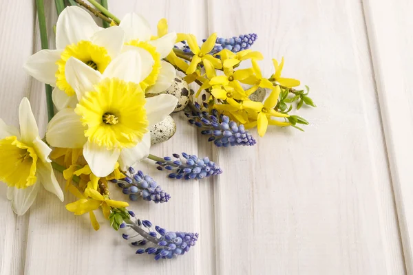 Spring flowers: daffodil and muscari — Stock Photo, Image