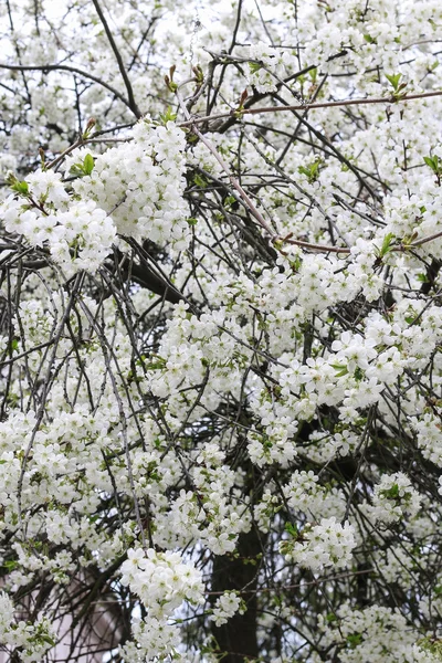 Blühender Zweig des Kirschbaums. Frühlingslandschaft — Stockfoto