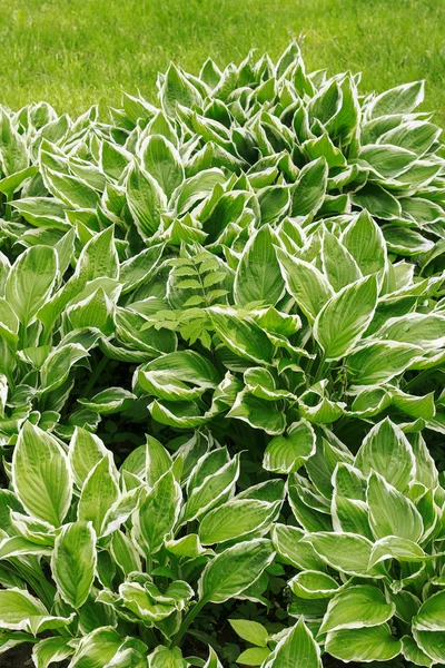 Hosta plant. Green leaves background. — Stock Photo, Image