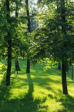 Bahçe içinde güzel ağaçlar. 
