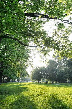 Bahçe içinde güzel ağaçlar.