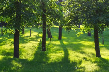 Bahçe içinde güzel ağaçlar. 