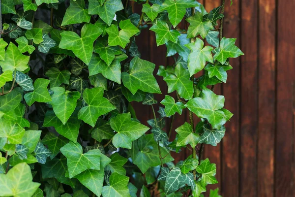 Ivy leaves on wood — Stock Photo, Image