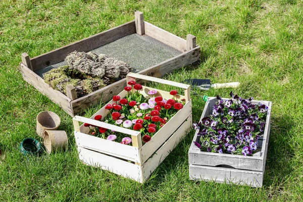 Scatole con fiori primaverili in giardino . — Foto Stock