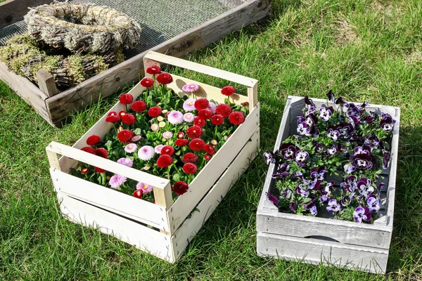 Boîtes avec fleurs printanières dans le jardin . — Photo