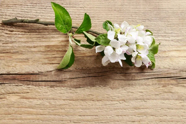 Flowering twig of apple tree on wooden background — Stock Photo, Image