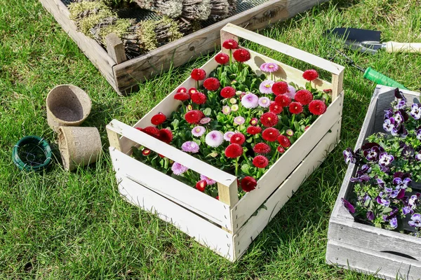 Vakken met Lentebloemen in de tuin. — Stockfoto