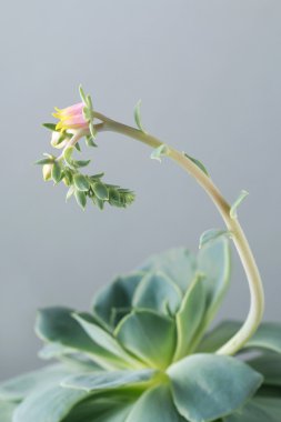 Etli (echeveria) çiçeği
