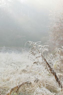Bahçe Ekim sabah sis.