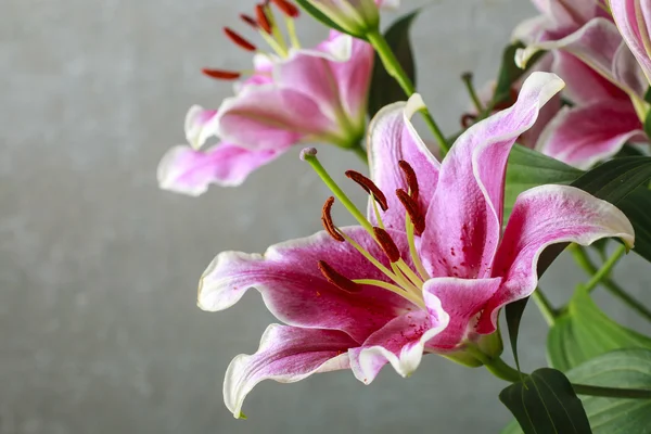 Lily van roze en rode bloemen — Stockfoto