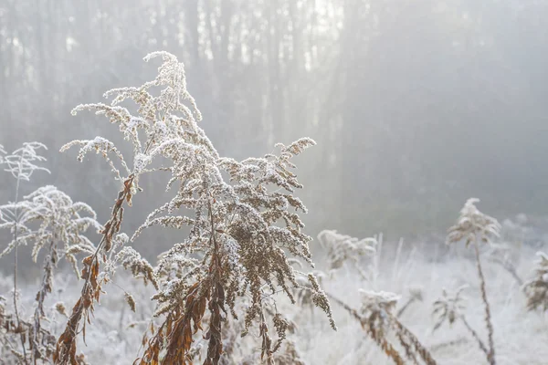 Jardin le matin octobre brouillard . — Photo