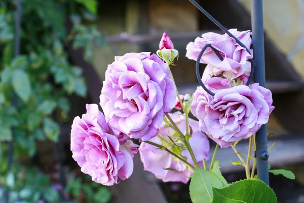 花园里的玫瑰花丛. — 图库照片