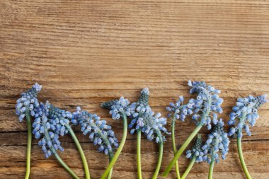 Ahşap üzerine mavi muscari çiçekler (üzüm sümbül)