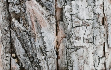 kabuk arka plan dokusu