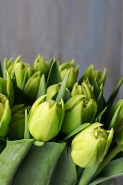 Yeşil Lale arka plan