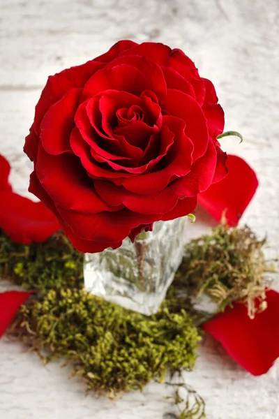 Red rose in crystal vase — Stock Photo, Image