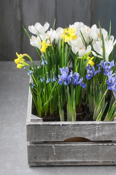 Holzkiste mit Frühlingsblumen — Stockfoto