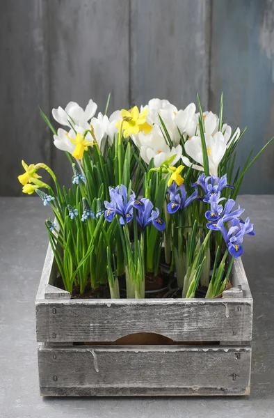 Boîte en bois avec fleurs printanières — Photo