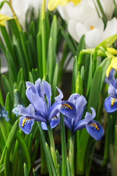 Frühlingsblumen gemischt — Stockfoto