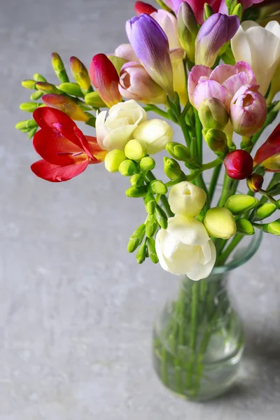 Flores freesia coloridas em fundo cinza — Fotografia de Stock