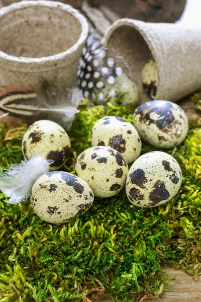 Quail eggs decor — Stock Photo, Image