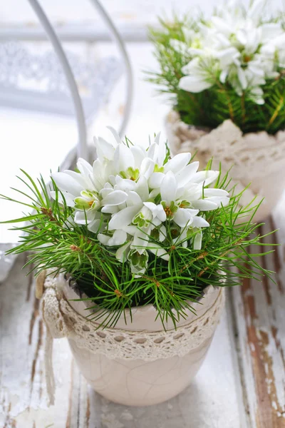 Anémone blanche (Anemone sylvestris) fleurs — Photo