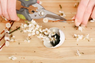 İşteki çiçekçi: kadın paskalya sofrası için kiraz çiçeği dalları, buxus ve catkins ile nasıl basit dekorasyon yapılacağını gösteriyor. Adım adım, öğretici.