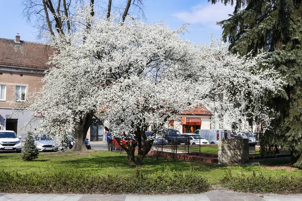 Virágzó Cseresznyefa Piaci Téren Skawinában Lengyelországban — Stock Fotó