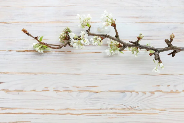 Blooming Branch Cherry Tree Wooden Background Copy Space — Stock Photo, Image