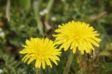 Karahindibalar (Taraxacum officinale) bahçede. Bahar geldi.