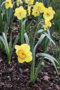 Şehir parkında nergisli çiçek tarhı. Bahar geldi.