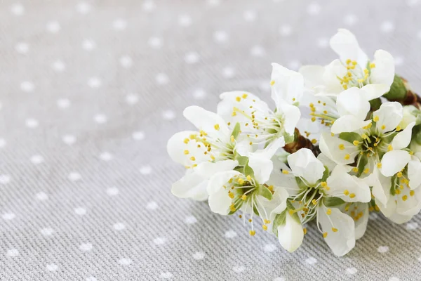 Blooming Branch Cherry Tree Wooden Background Copy Space — Stock Photo, Image