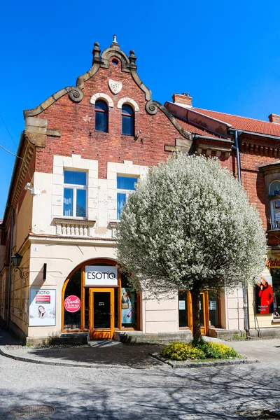 Kirschbaum Blüte Und Schöne Alte Tempentes Hauptmarkt Myslenice Polen — Stockfoto