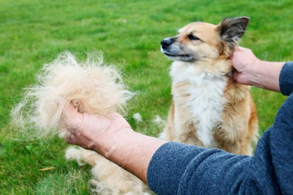 Homem Está Segurar Monte Pêlo Cão Cão Lança Seu Cabelo — Fotografia de Stock