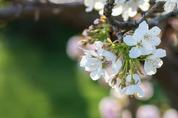 Flowering Plum Tree Garden Spring Time — Stock Photo, Image