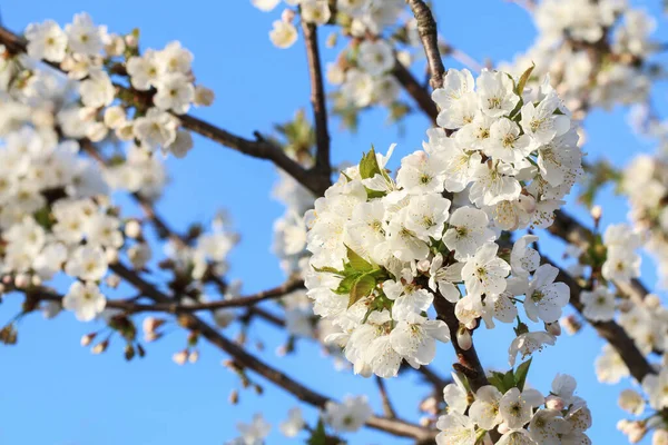 Virágzó Szilvafa Kertben Tavasz — Stock Fotó