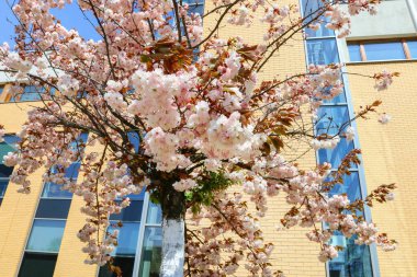 Polonya 'nın Krakow kentindeki Jagiellon Üniversitesi' nin kampüsünde güzel çiçek açan çalılar..