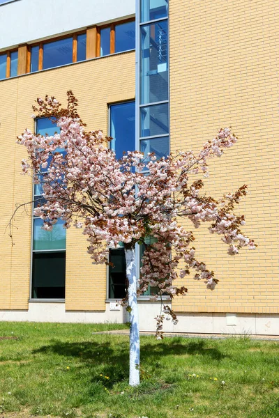 Beaux Arbustes Fleurs Sur Campus Université Jagellonne Cracovie Pologne — Photo