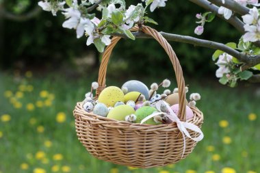 Paskalya yumurtalı hasır sepet çiçek açan bir elma ağacının dalında asılı. Şenlik Dekoru