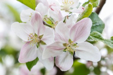 Bahçede elma çiçeği var. Ağaçta bahar çiçekleri.