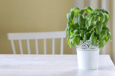 Beyaz ahşap bir masada fesleğen bitkisi. Sağlıklı yemek.