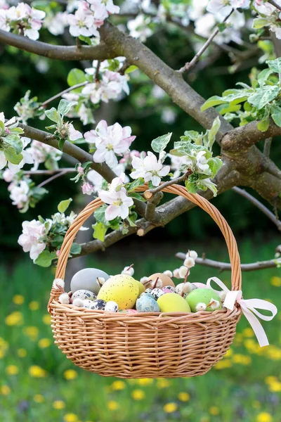 Proutěný Koš Velikonočními Vejci Visí Kvetoucí Větvi Jabloně Slavnostní Dekor — Stock fotografie