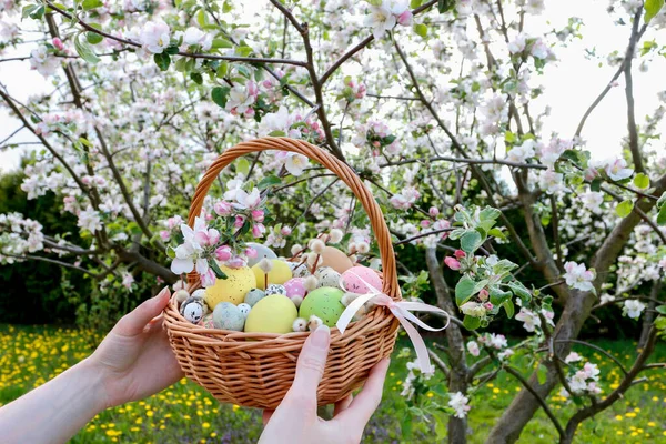 Kobieta Trzyma Wiklinowy Koszyk Jajkami Wielkanocnymi Ogrodzie Czas Świąteczny — Zdjęcie stockowe