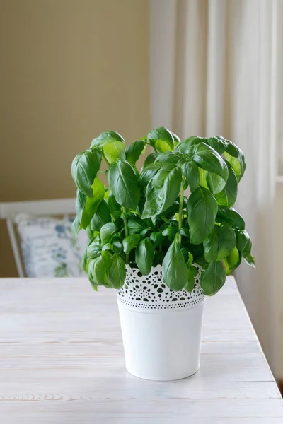 Basil Plant White Wooden Table Healthy Food — Stock Photo, Image