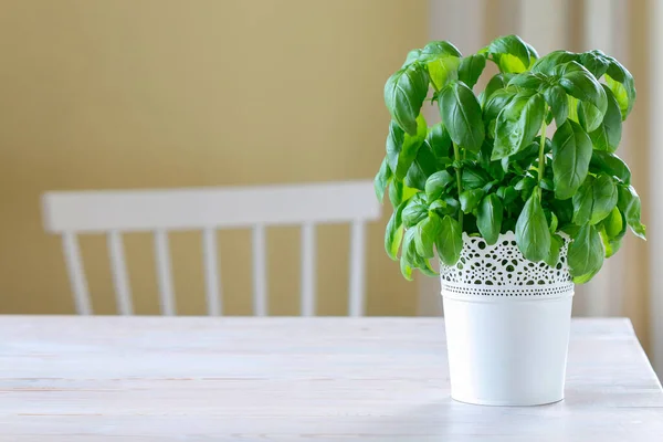 Basil Plant White Wooden Table Healthy Food — Stock Photo, Image