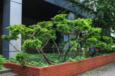 Modern apartman binasının önünde büyük çalılar ve sarmaşık sarmaşığı (hedera helix) ile dekorasyon.