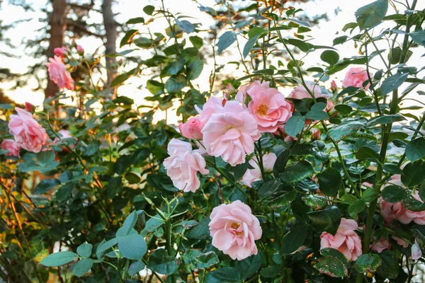 Arbusto Rosas Rosadas Jardín Decoración Del Hogar —  Fotos de Stock