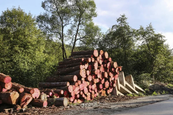 Trunks Felled Trees Lying Road Forest Harvest — Stock Photo, Image