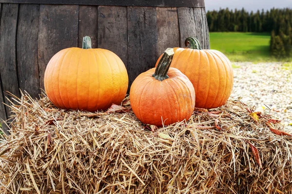 Vackra Pumpor Gården Hälsosam Mat — Stockfoto